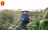 Ngày mới ở Mê Linh